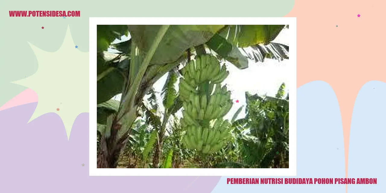 Pemberian Nutrisi budidaya pohon pisang ambon