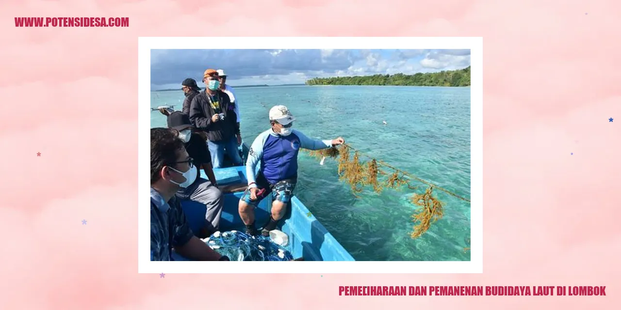 Pemeliharaan dan Pemanenan Budidaya Laut di Lombok