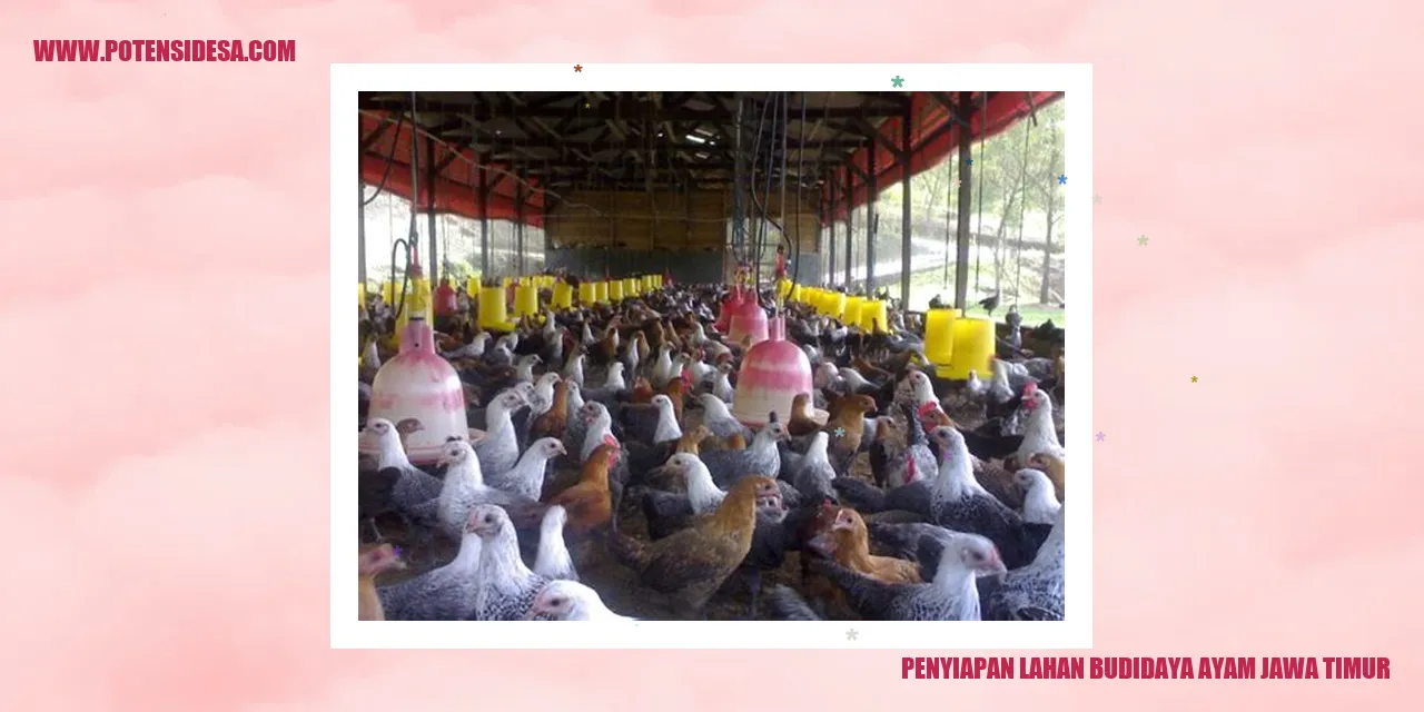 Penyiapan Lahan Budidaya Ayam Jawa Timur