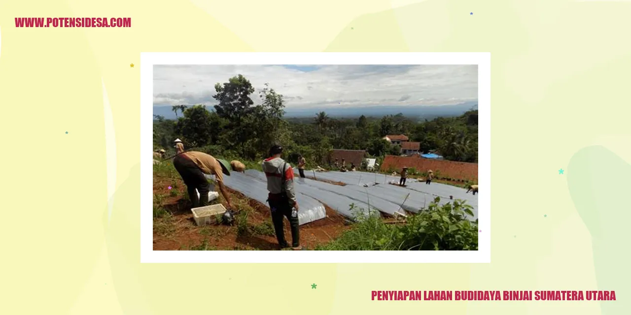 Gambar Penyiapan Lahan budidaya binjai Sumatera Utara