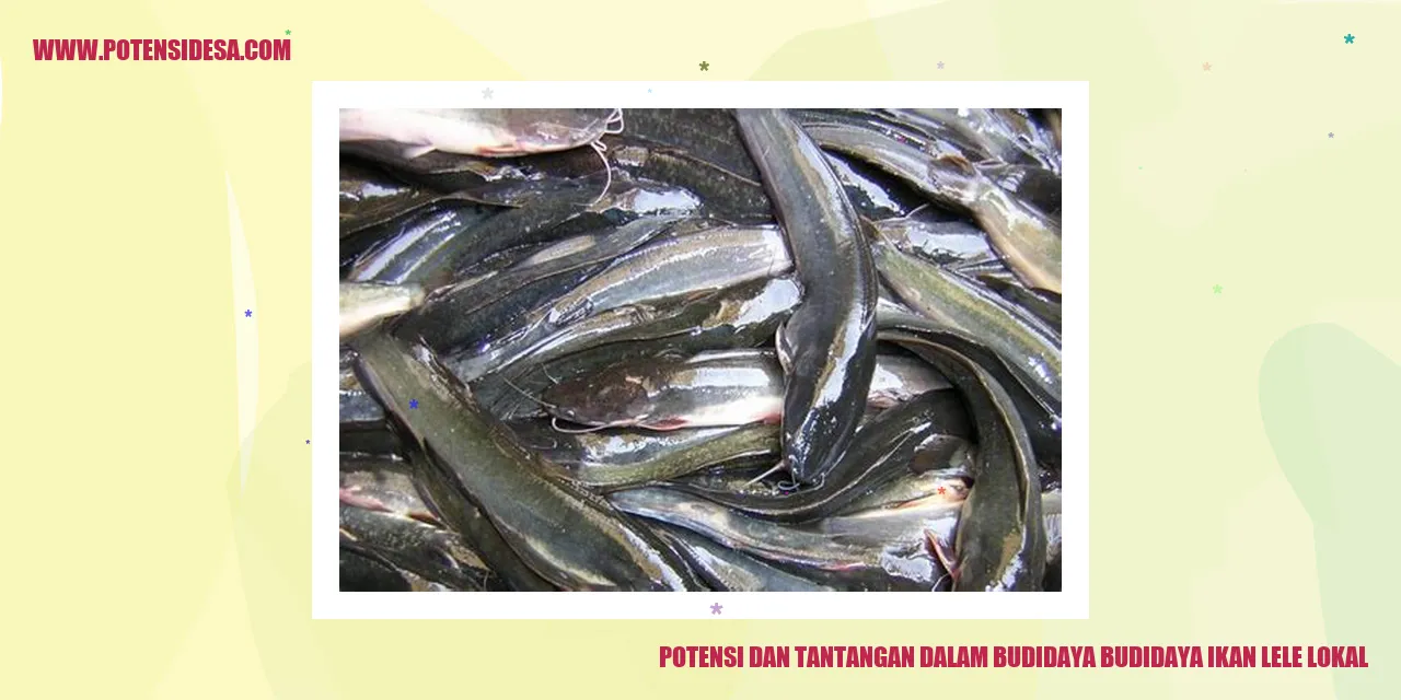 Potensi dan Tantangan dalam Budidaya Ikan Lele Lokal