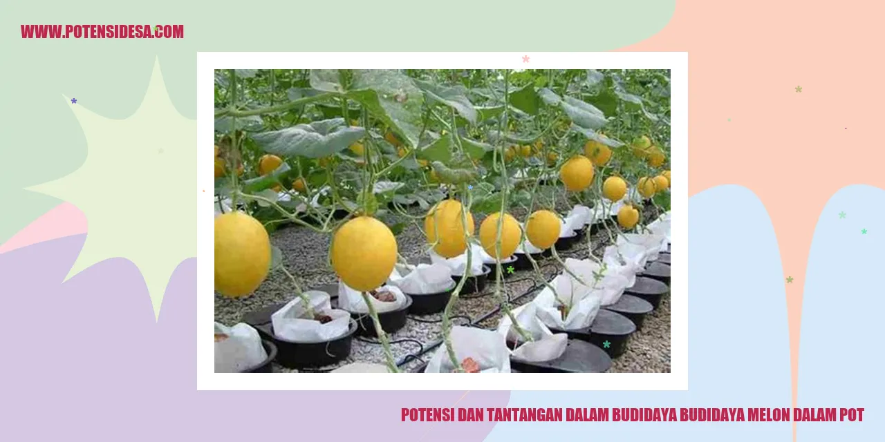 Potensi dan Tantangan dalam Budidaya Melon dalam Pot