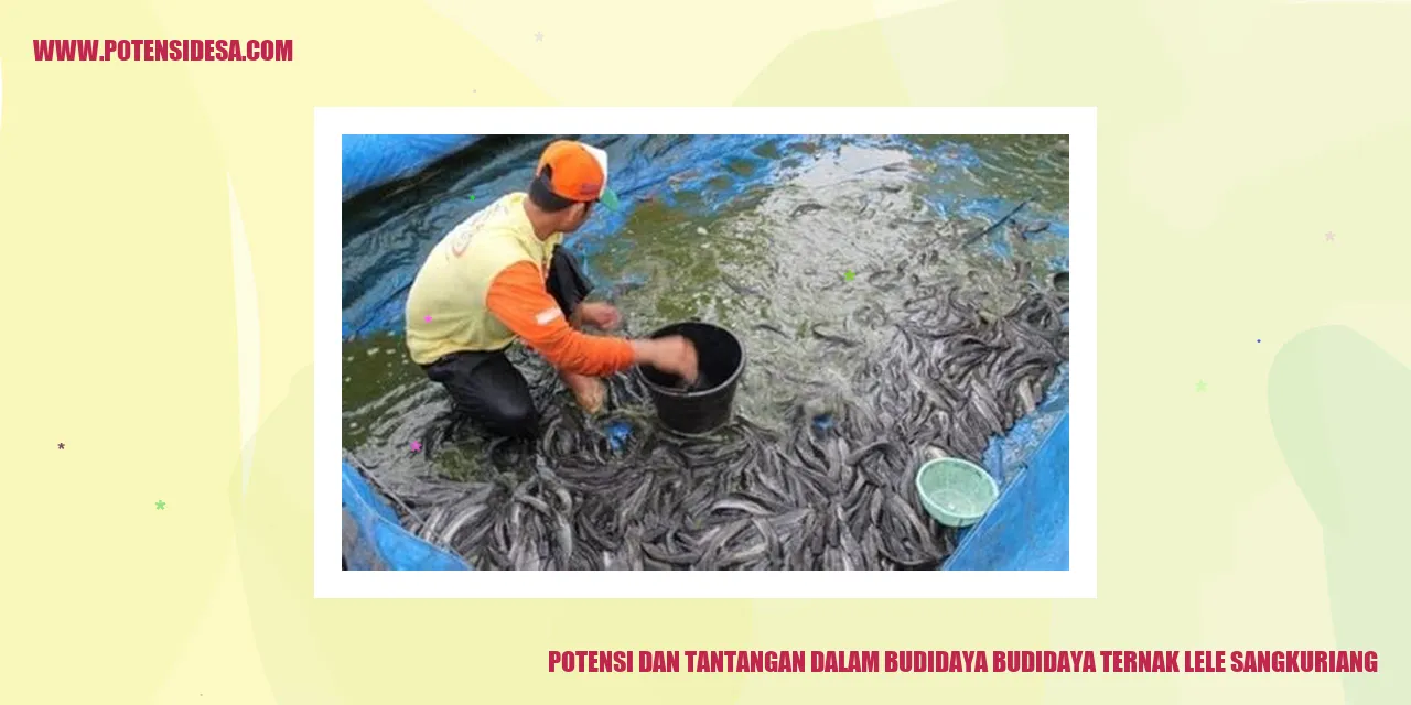 Potensi dan Tantangan dalam Budidaya Ikan Lele Sangkuriang