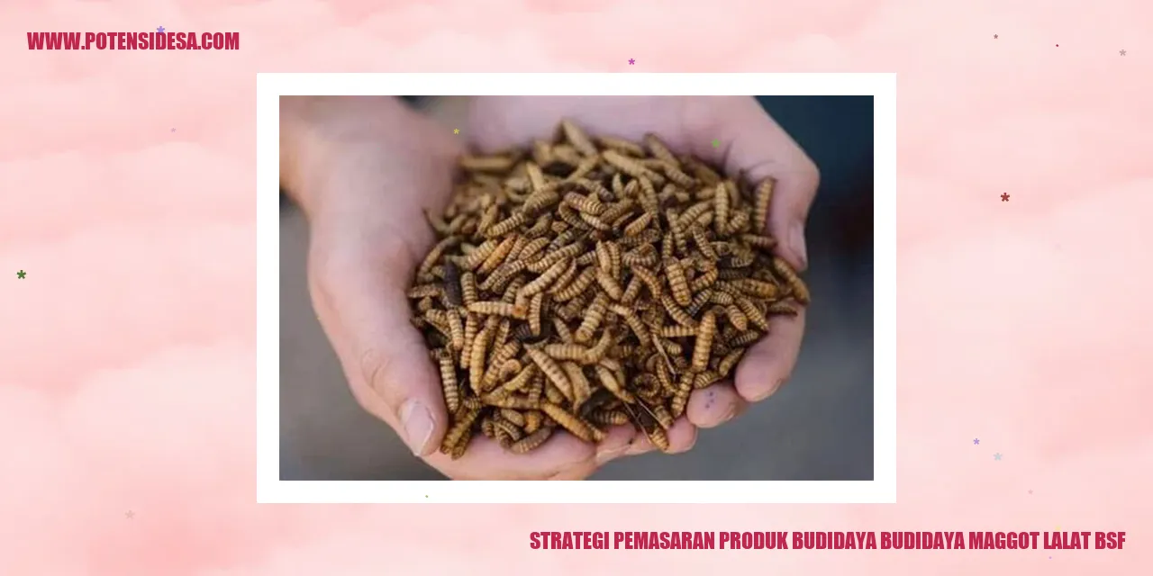 Gambar Strategi Pemasaran Budidaya Maggot Lalat BSF