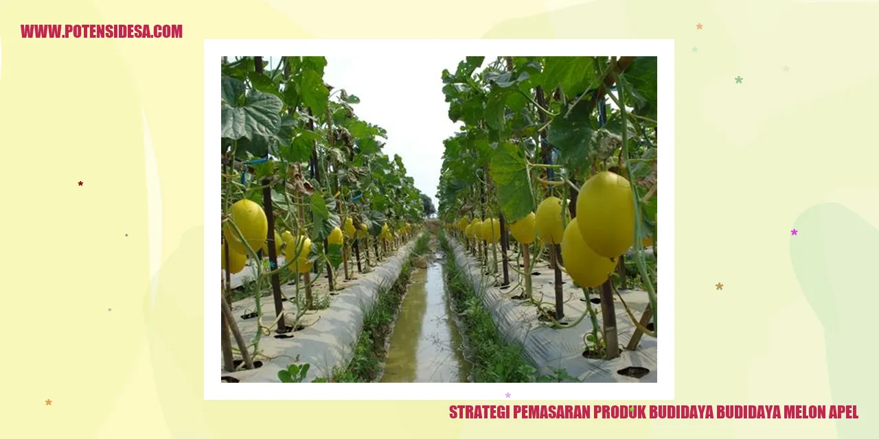 Strategi Pemasaran Produk Budidaya melon apel
