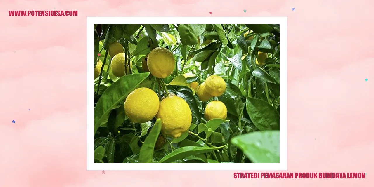 Gambar Perkebunan Lemon