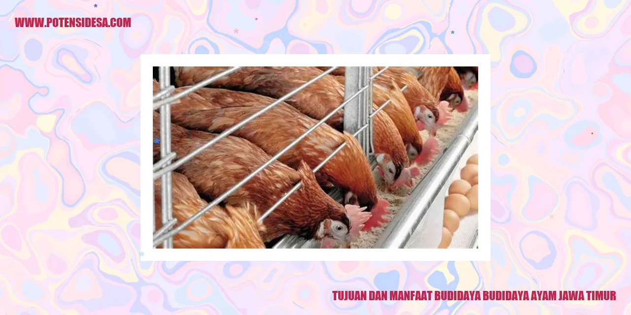 Budidaya Ayam Jawa Timur
