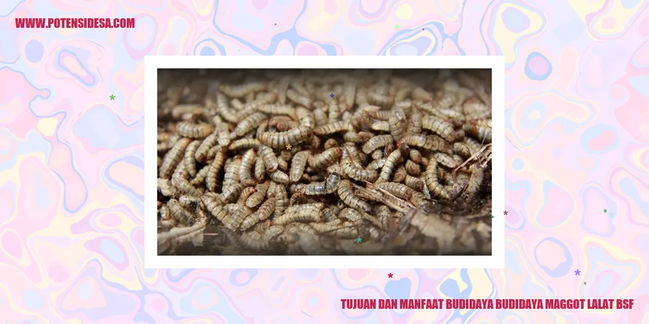 Gambar Maggot Lalat BSF